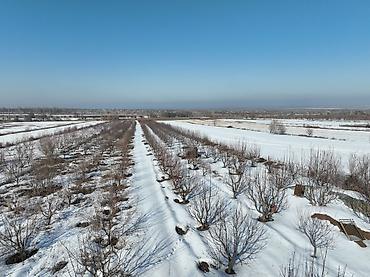 Жер тилкелерин сатуу: 100 соток, Айыл чарба үчүн — 8