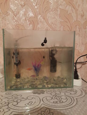 akvarium satilir: Yeni Alinibdi Pula Ehtiyac Var Diye Satilir Balixlari Turkiyeden