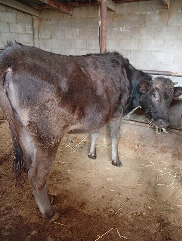 арпа саман салома: Сатам | Кунаажын | Алатоолук | Союуга | Төл болгон жок