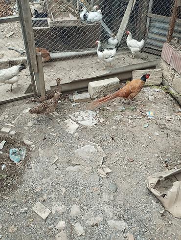 Toyuqlar: Toyuq, Yumurtalıq — 7
