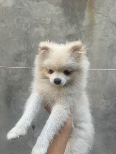 pomeranian spitz: Şpitz, 6 ay, Erkek, Peyvəndli, Ünvandan götürmə, Pulsuz çatdırılma