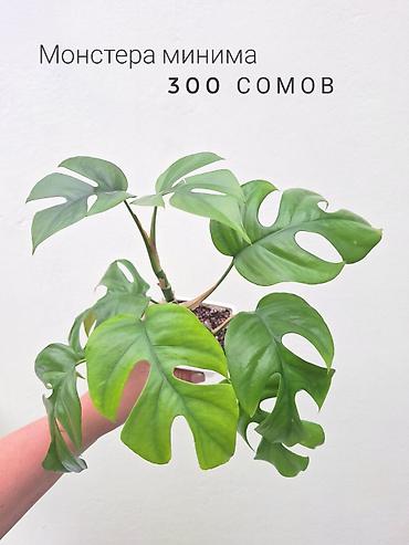 Комнатные растения: 💚 Комнатные растения (детки/молодые растения). 🪴 Названия и цены — 10