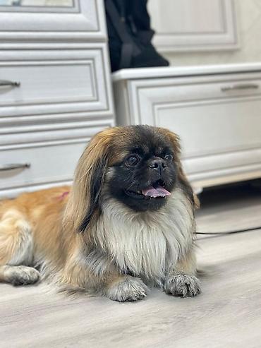 itlerin satisi 2017: Pekines — 1