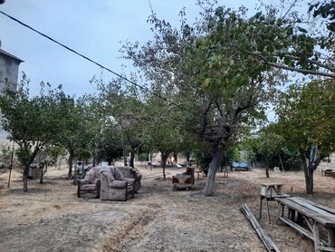 Ağaclar: Məhsul: Nar ağacı, Alma, Tut, Feyxua, Zeytun, Əncir, Zoğal, Qoz, Üzüm -da lalafo.az — 9 Ağaclar: Məhsul: Nar ağacı, Alma, Tut, Feyxua, Zeytun, Əncir, Zoğal, Qoz, Üzüm — 9