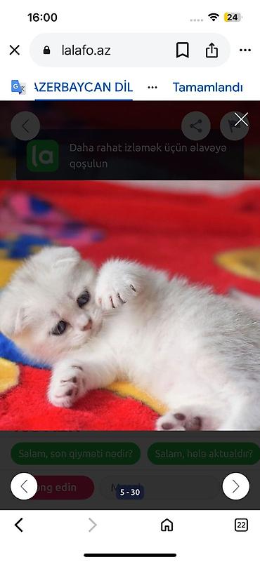 Pişiklər: Şotland — 4