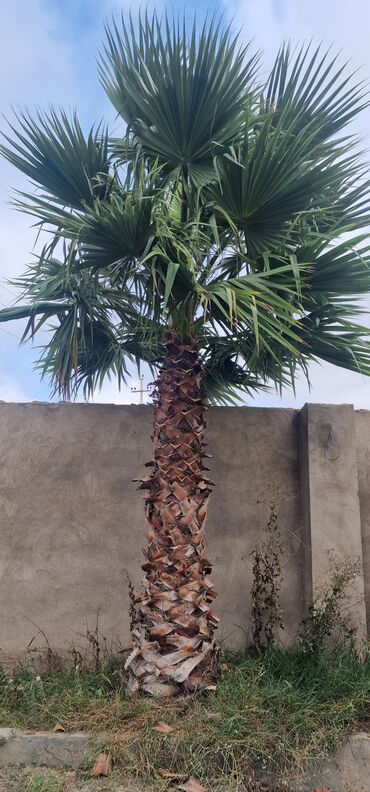 bamya toxumu nədir: Dekorativ palm ağacı – fan formalı yarpaqları ilə peyzaj üçün ideal