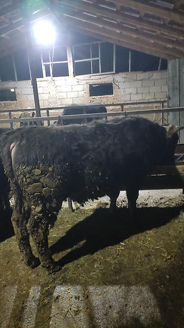 Коровы, быки: Продаю | Бык (самец) | На откорм — 14