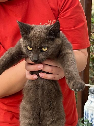 Отдам даром кошку: Отдадим в добрые руки котенка. Девочка, 7 месяцев. Окрас: шоколадный — 2