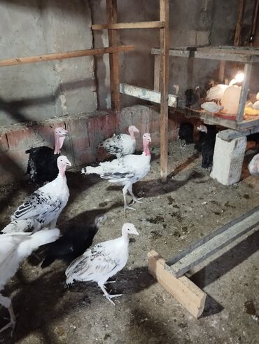 qoyun quzu satilir: QuslarGilezidedi tam saglamdilar boyukler toyuq boyda 15 azn