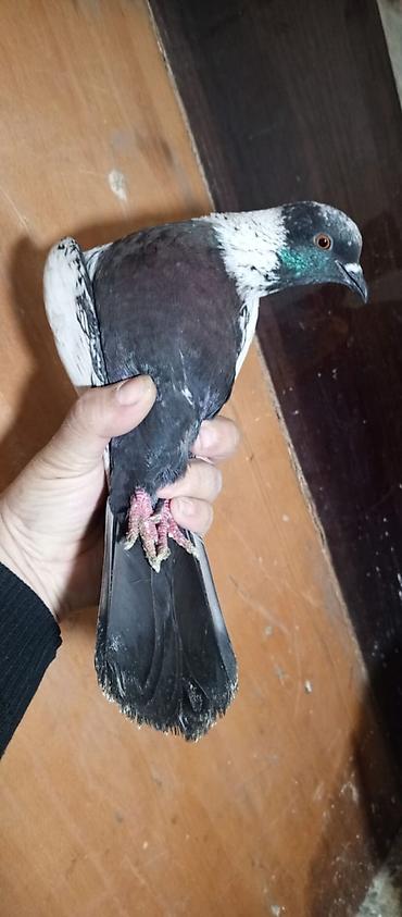 Quşlar: Təmiz qan almankadır tam sağlamdır — 4