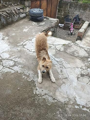 gəncə toyuq satan: Pulsuz :Dişi it 1 yaş, şəhər yeridi deye saxlamaq olmur . xahiş boş — 1
