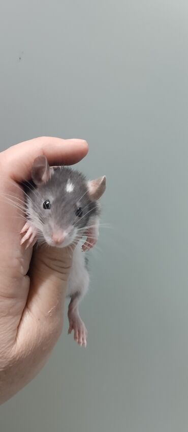 средство от крыс: Продам маленьких крысят Дамбо декоративные ручные девочки мальчики