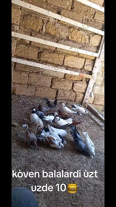 göyərçin yuvaları: Çeşidli rəng və naxışlarda ev göyərçinləri dəst halında. - Ağ — 5
