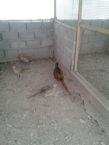 фазаны в кыргызстане: Продаю подростков охотничьего фазана ❗