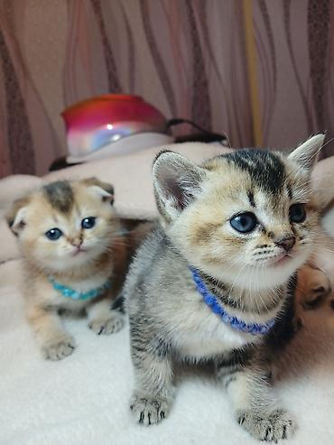 Pişiklər: Erkək — 3