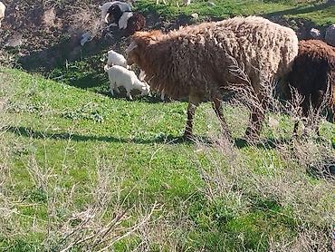 Козы, козлы: Продаю | Козёл (самец) | Для разведения | Племенные — 10