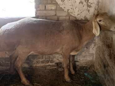Бараны, овцы: Продаю | Овца (самка) | Арашан | Для разведения | Котные