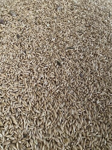 пшеница семенная бишкек: Семена и саженцы Ячменя, Самовывоз