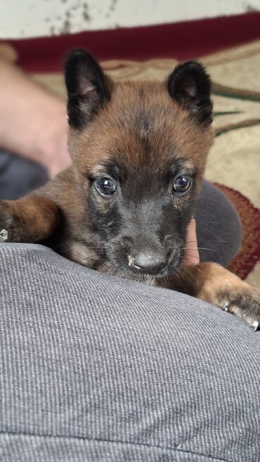 İtlər: Belçika çoban iti, 1 ay, Dişi, Pulsuz çatdırılma — 9