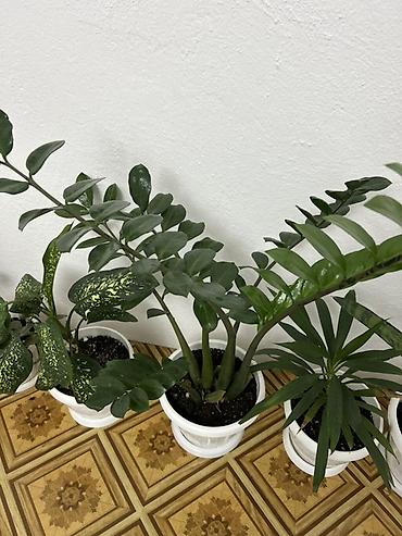 Антуриумы: Комнатные растения в кашпо: 1) Антуриум (Anthurium andreanum) - — 12