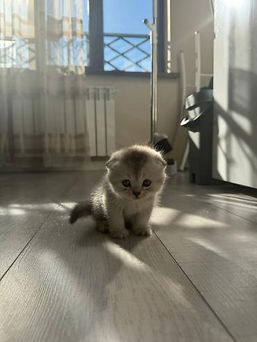 скотиш фолд ош: Вязка: Скотиш Фолд (Шотландская вислоухая), Мальчик, 1 год, Серебристая шиншилла — 4