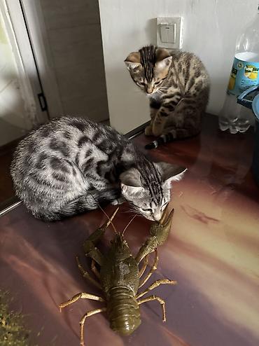 Мышыктар: Котята домашние, короткошёрстные. Описание: - Окрас: есть — 6