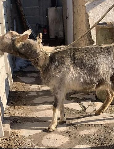 Козы, козлы: Продаю | Коза (самка) | Полукровка | Для разведения | Котные — 8