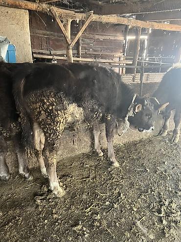 Коровы, быки: Продаю | Бык (самец) | Для разведения — 5