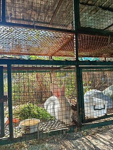 хомяк коины: Продаю | Крольчиха (самка), Кролик самец, Крольчата — 7