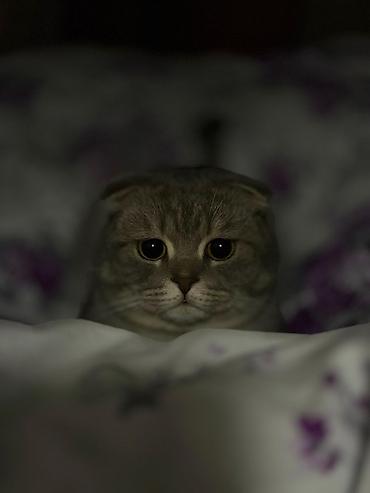 Кошки: Шотландская вислоухая, Самец, В добрые руки — 5