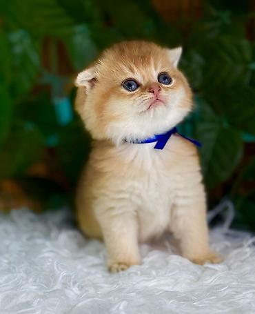 Pişiklər: Şotland — 3