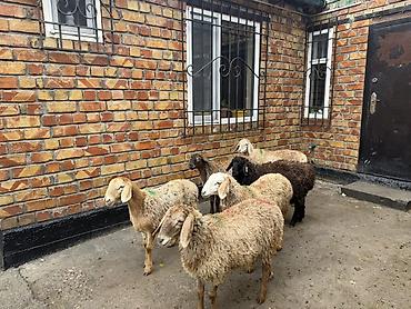 Продам с/х животных: Продаю | Ягненок | Для разведения | Ярка — 1