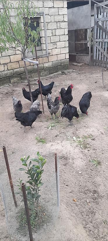 Toyuqlar: Toyuq, Australorp, Ətlik, Ünvandan götürmə — 3