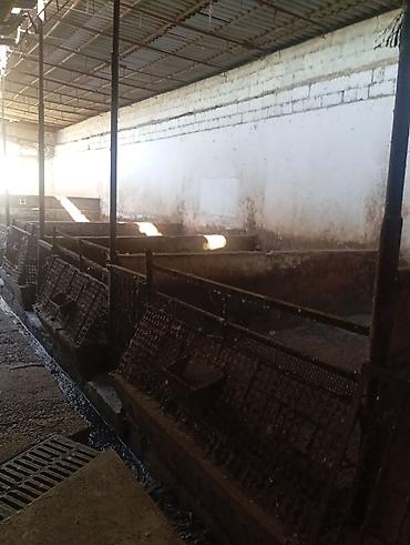 Продажа коттеджей и домов: Продаю два дома на одном участке Рядом с трассой Аэропорта Манас Село — 20