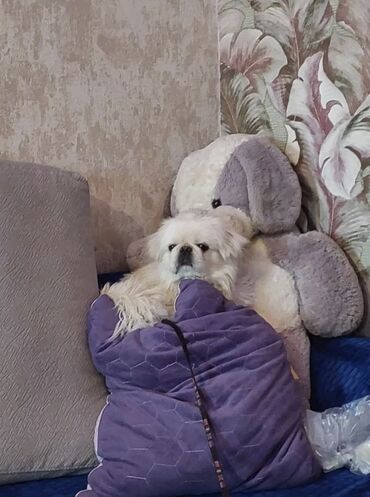 guclu itler: Pekines, 5 il, Erkek, Cütləşmə üçün, Ünvandan götürmə