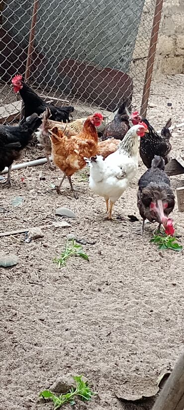 cins inekler: Toyuq, Yumurtalıq, Ünvandan götürmə