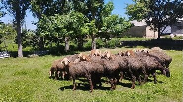 овца матки: Продаю | Ягненок | Арашан | Для разведения | Ярка