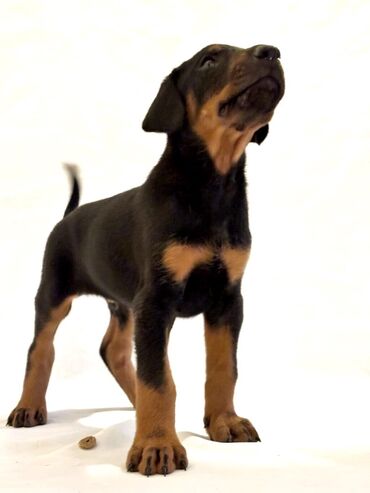 İtlər: Doberman, 1 ay, Erkek, Ünvandan götürmə, Ödənişli çatdırılma