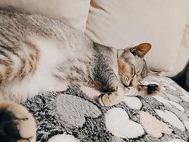 Pişiklər: Erkək — 6