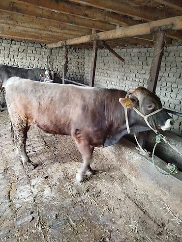 Коровы, быки: Продаю | Бык (самец) | Швицкая | На откорм | Привязанные — 8