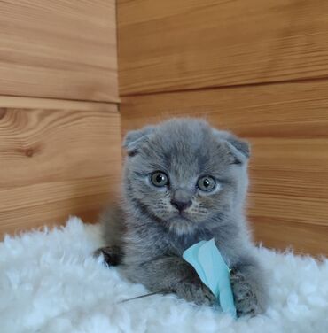 бенгальская кошка домашняя: Скотиш Фолд (Шотландиялык шалпаң кулак), 2 айлык, Эркек, Көгүлтүр, Лотокко барууга үйрөтүлгөн, Курттардан тазаланган