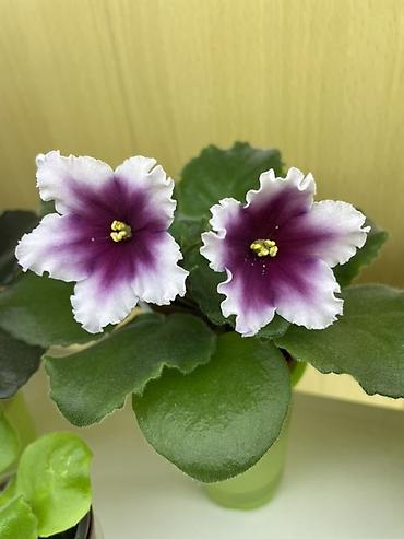 Фиалки и глоксинии: Фиалочки!!! Продам: 1. Укорененные черенки стандартных сортовых — 26