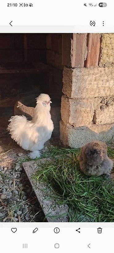 Toyuqlar: Toyuq, Damazlıq — 1