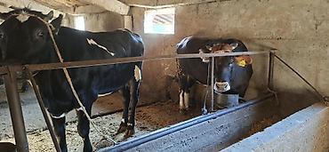 породистые кошки бишкек: Продаю | Корова (самка), Бык (самец), Тёлка | Полукровка | На откорм, На забой, Для разведения | Привязанные — 4