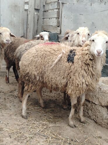 Qoyunlar, qoçlar: Salam alekum hər cəkidə quzumuz var erkək qurbanlıq quzular 270 — 4