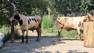 sud veren inek satilir: Iki baş bordaqlıq təmiz qan cins danalar satılır — 2