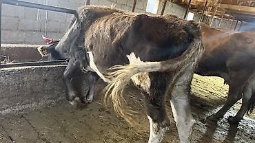 корова сколько стоит: Продаю | Корова (самка) | Для молока | Привязанные — 5