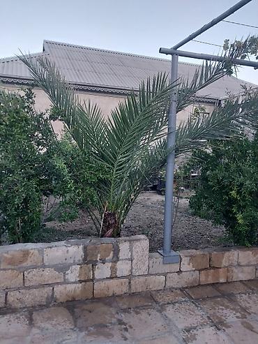 baki lenkeran nece saat: Xurma (xurma palması) – dekorativ landşaft üçün - Növlü xurma — 2