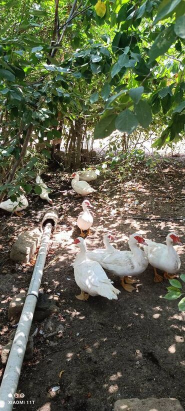 ördək balası: AĞ ERKEY ÖRDEYLER SATILIR ÜNVAN SARAY QESEBESİ 1 EDEDİ 40 AZN
