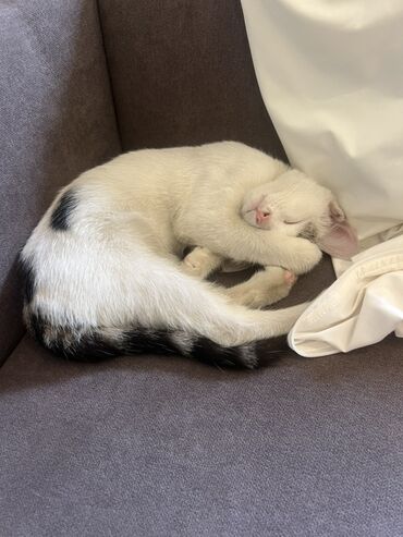 форма животных: Котёнок домашний, короткошёрстный. Окрас: белый с чёрными отметинами —